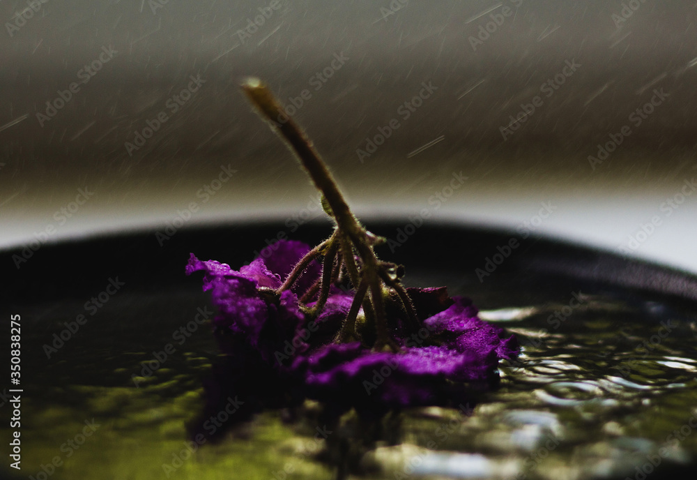 violet flowers in the water violet flowers in the water