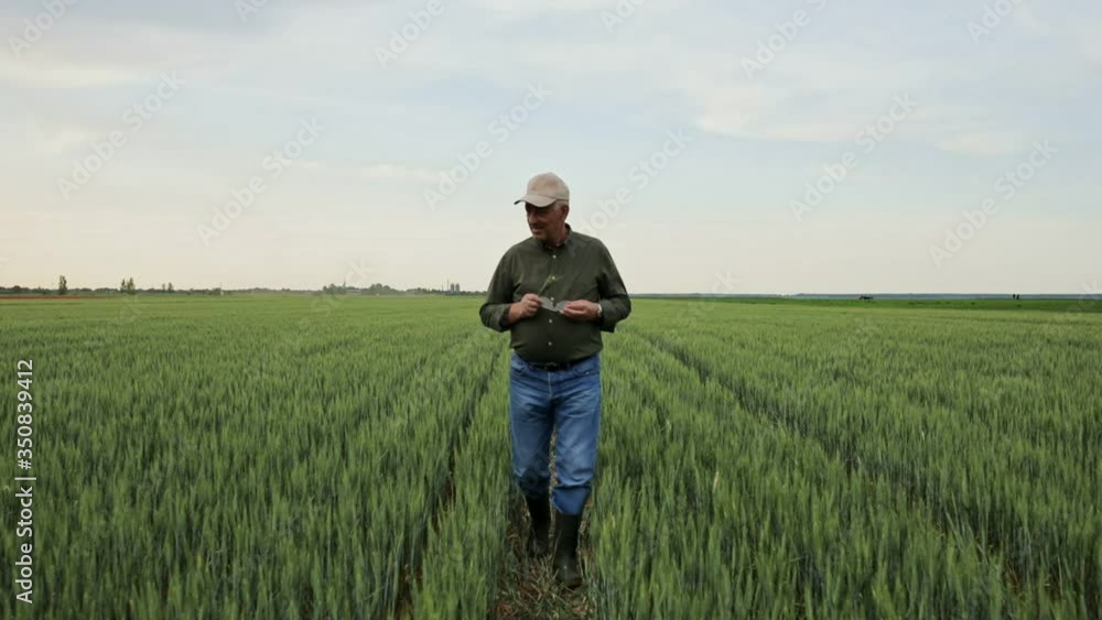 Senior farmer walking in wheat field examining crop, camera move close up of on man face. Senior farmer walking in wheat field examining crop, camera move close up of on man face.