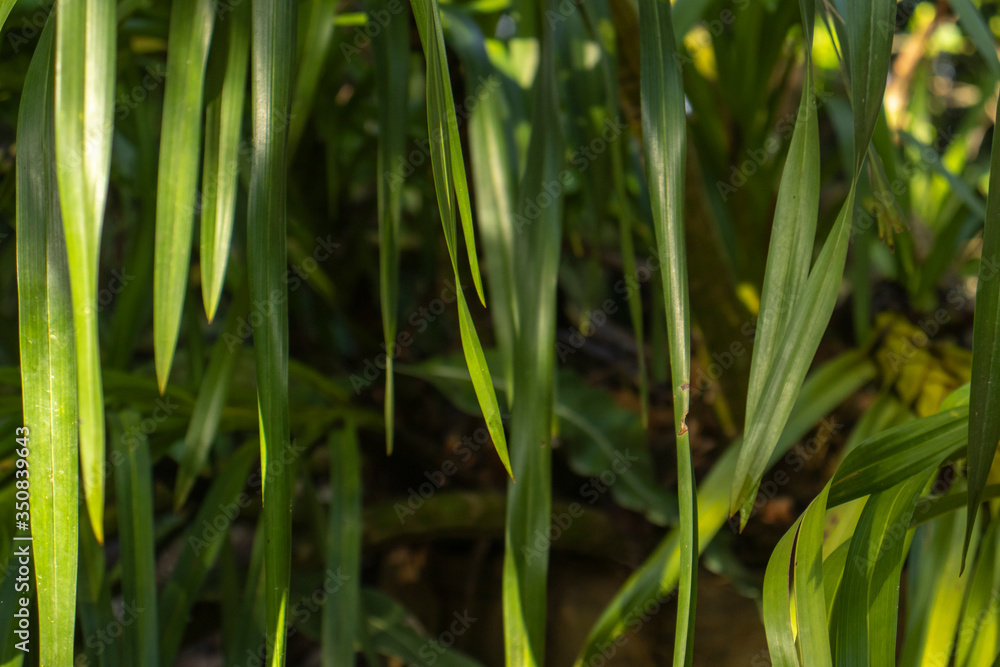 green grass in the morning green grass in the morning