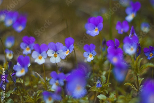 purple flowers in the field © Miroslav