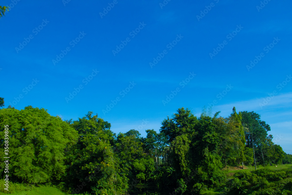 green forest and blue sky