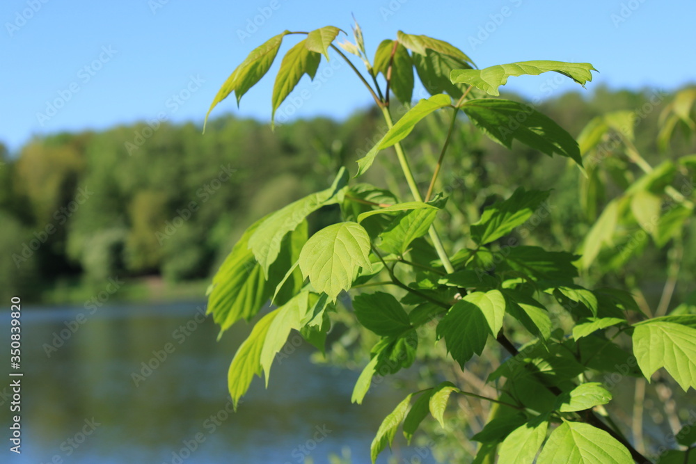 On the bank of the pond in the city forest park On the bank of the pond in the city forest park