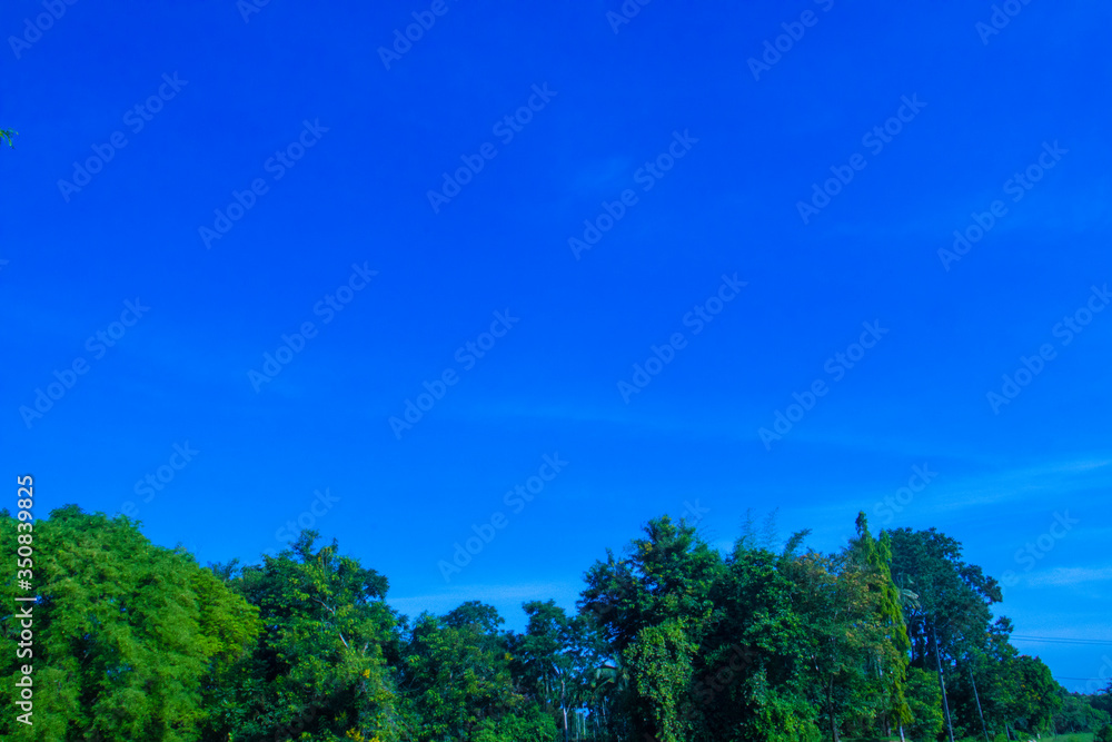 trees and sky