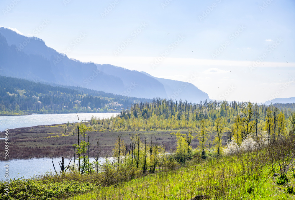 Columbia River floodplain landscape with flowering trees and high rocky mountains in blue haze in the Columbia River Gorge