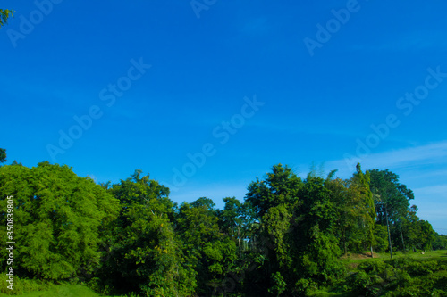green forest and blue sky © Chosita