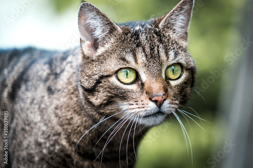 Wallpaper Mural Katze Torontodigital.ca