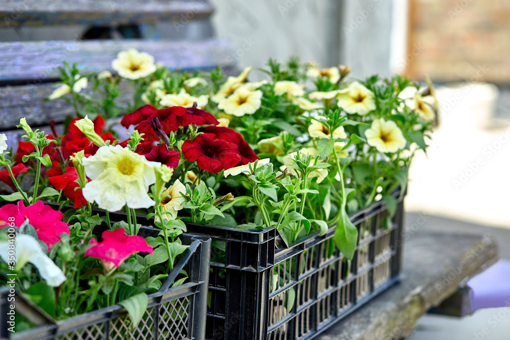 Petunia flowers in black plastic crates garden center. Boxes with seedlings of flowers petunia for planting outdoor. Garden work..