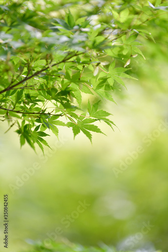 Green maple leaves that look bright in the summer