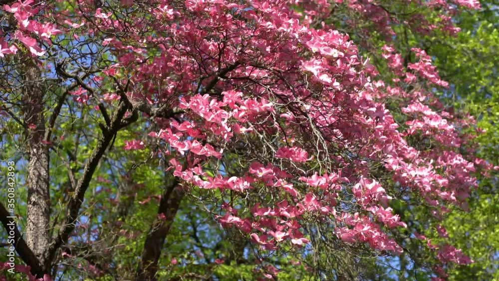 A pink flowering doogwood tree (Cornus florida rubra) moving in a spring breeze A pink flowering doogwood tree (Cornus florida rubra) moving in a spring breeze