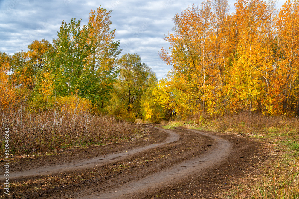 Fototapeta premium Country forest road in front of a beautiful lush autumn forest with bright yellow and orange leaves. Autumn landscape