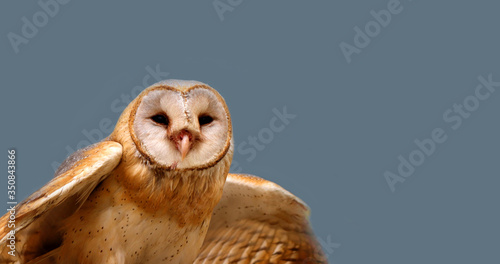 close up shot of barn owl face, owl face close up © Yasir