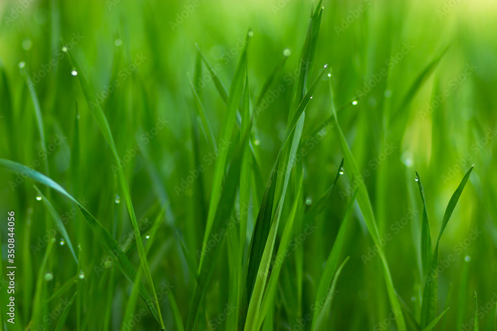 Obraz premium green grass with dew drops