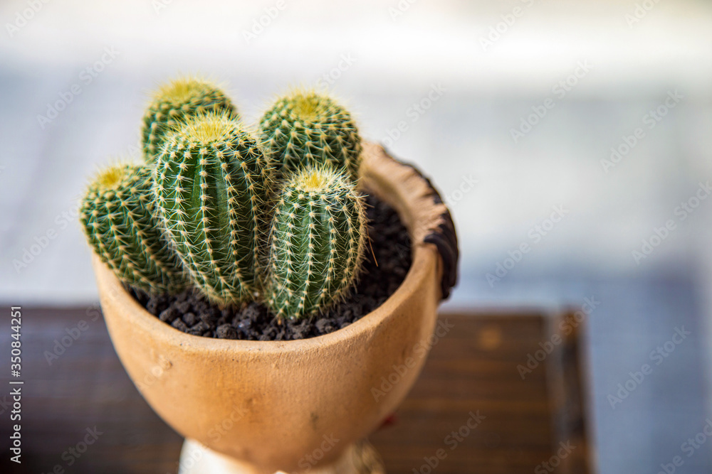 Close up cactus plant in a ceramic pot om rustic table. Close up cactus plant in a ceramic pot om rustic table.