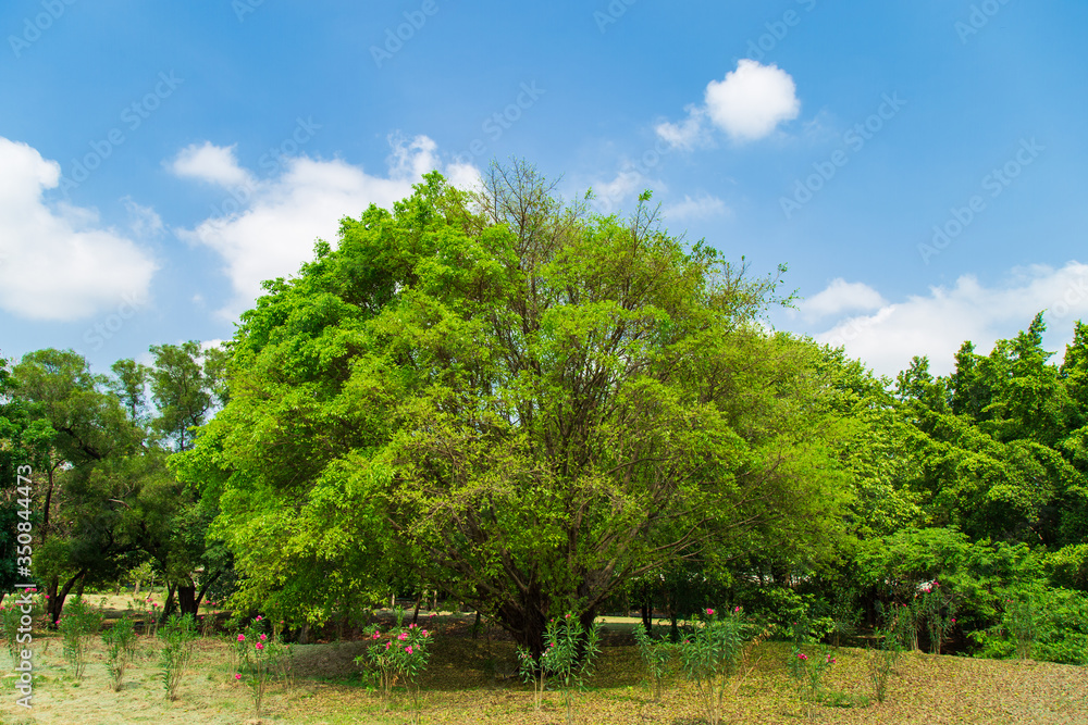 Grenery view a light green tree on the lawn in public park with clouds in blue sky in summer. Grenery view a light green tree on the lawn in public park with clouds in blue sky in summer.