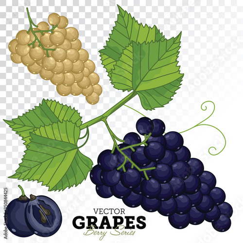 Grape Bunch, Grape Leaves, Grape Vector, Cartoon illustration of Grape. Grape Isolated on White Background. Set of Juicy Grapes Cluster. Wine grape.