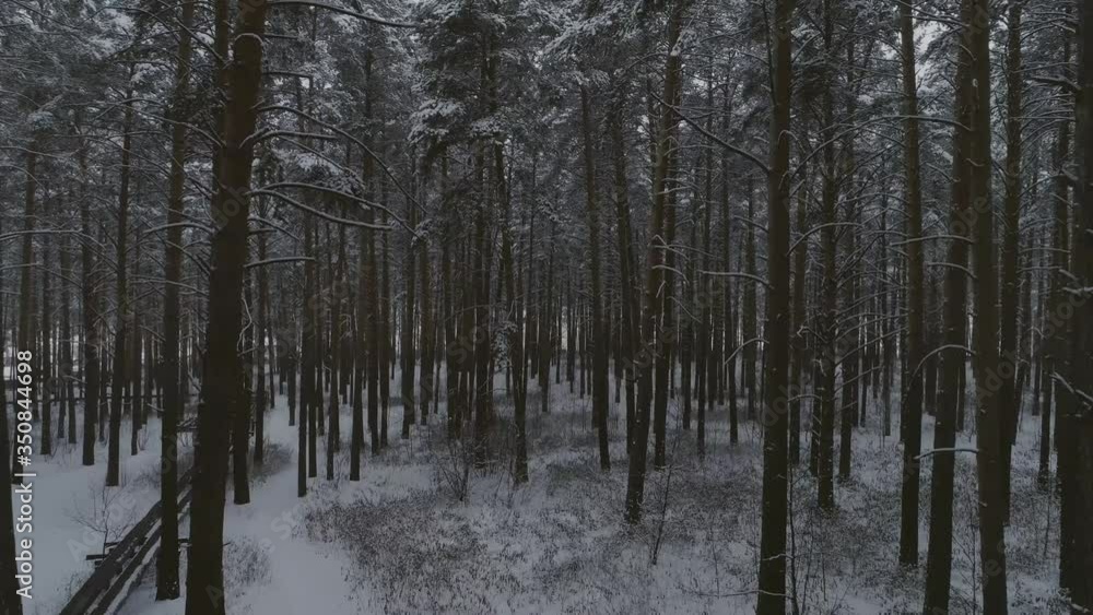 Winter forest. The camera rises from the depths of the forest to the top and flies above the trees. Trees in the snow. On the horizon, the village. Aerial
Winter forest. The camera rises from the depths of the forest to the top and flies above the trees. Trees in the snow. On the horizon, the village. Aerial