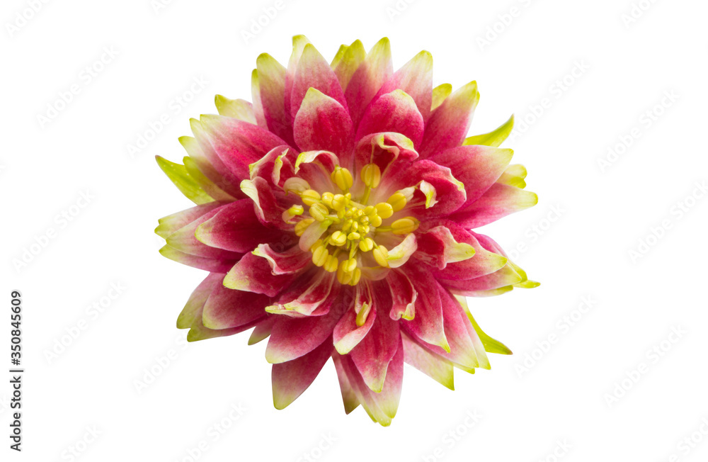 aquilegia flower isolated aquilegia flower isolated