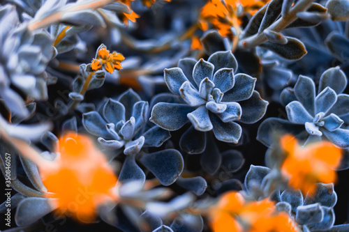 Blaue, violette und orangefarbene Blumen in der Landschafts-Makroaufnahme 