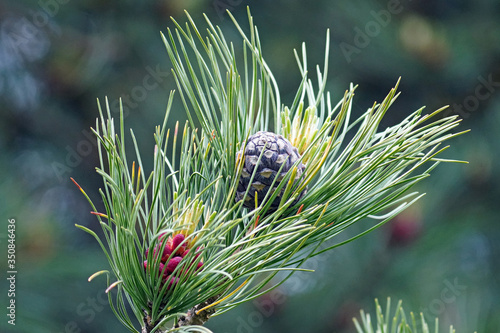 The purple cone and the red blossom of the swiss stone pine, pinus cembra, in spring photo