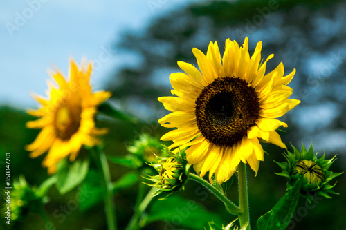 sunflower in the field