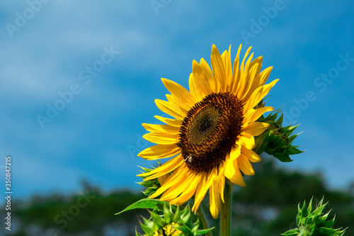 sunflower on blue sky background