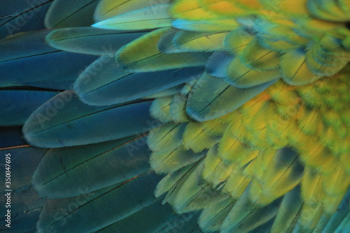 Beautiful color macaw feathers as background.