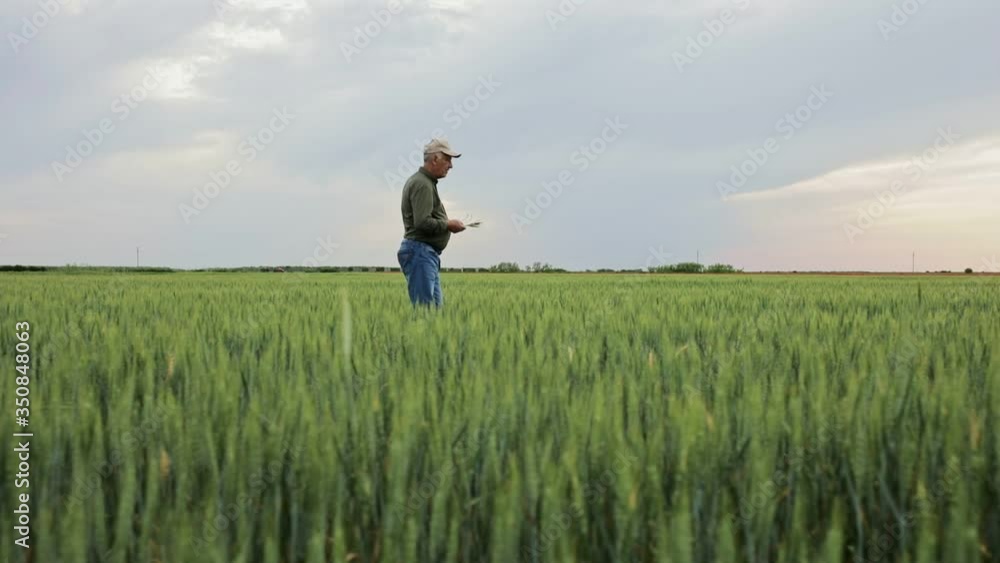 Senior farmer walking in wheat field examining crop. Senior farmer walking in wheat field examining crop.