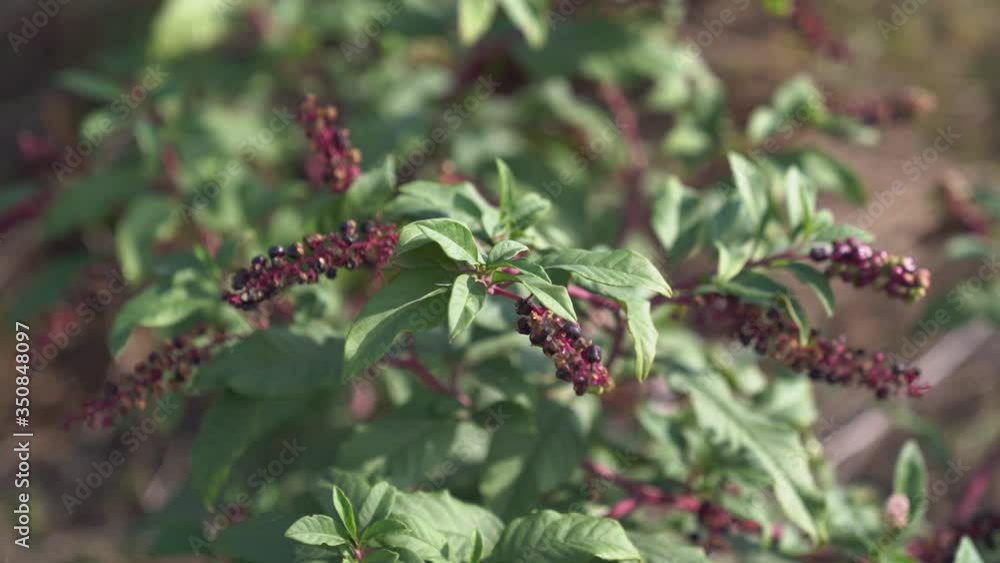 A wild plant with red berries on a Sunny day. A wild plant with red berries on a Sunny day.