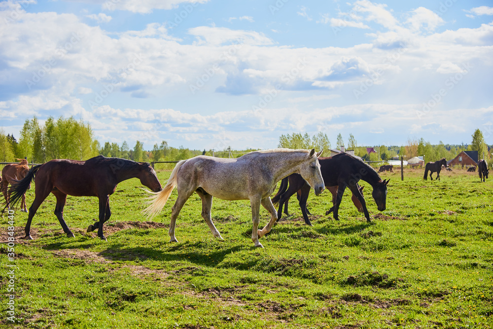 A herd of horses is walking on green grass. A herd of horses is walking on green grass.