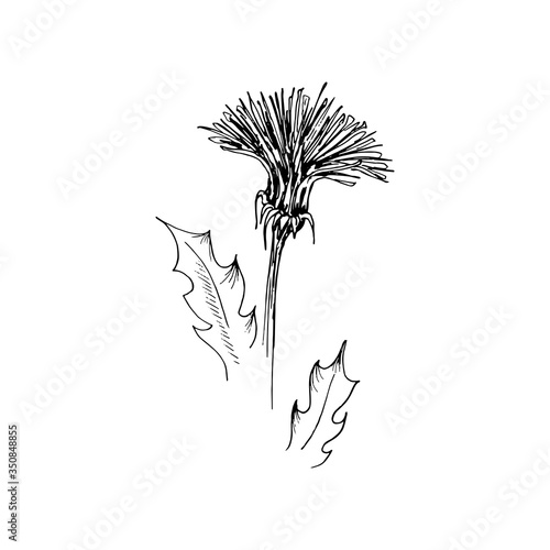 Dandelion. Hand drawn vector illustration in sketch style. Isolated on white. Freehand wildflower outline
