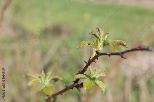 a raspberry plant just starting it spring growth on a green background © Zachvw
