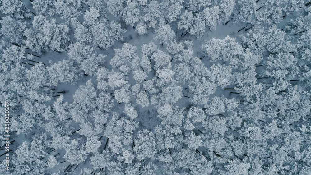 Winter forest. The camera looks down and falls from top to bottom. Trees in the snow
