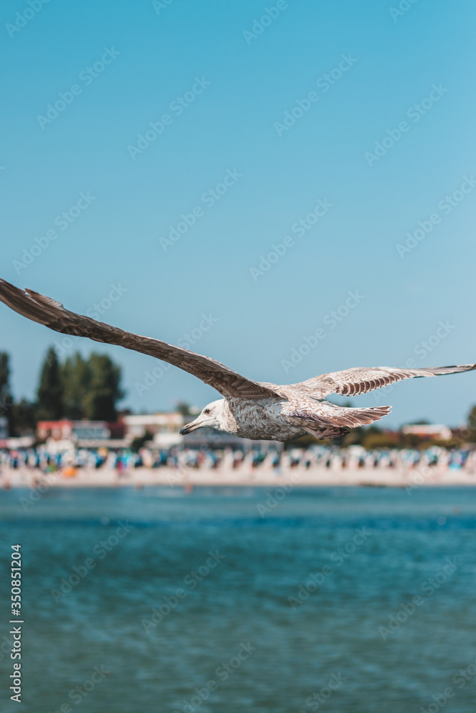 Seagull on the beach of Baltic Sea in North Germany in Groemitz
