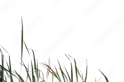 Wild grass leaves on white isolated background for green foliage backdrop 