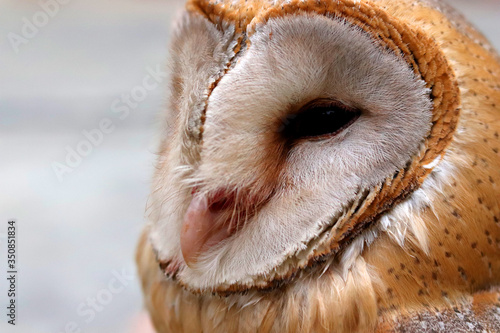 close up shot of barn owl face, owl face close up © Yasir