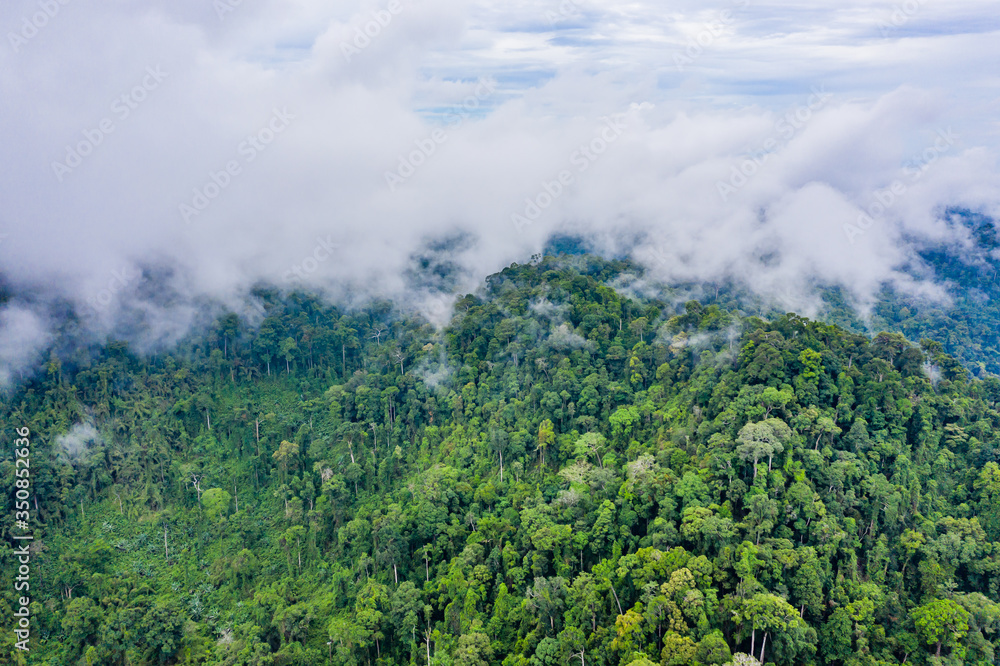 Aerial view of mist and clouds rising from a beautiful tropical rainforest following a large rain storm.