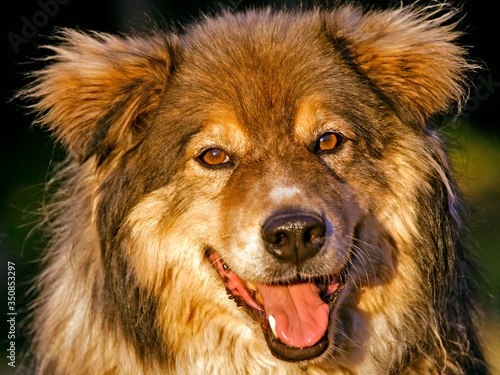 close up of a smiling dog