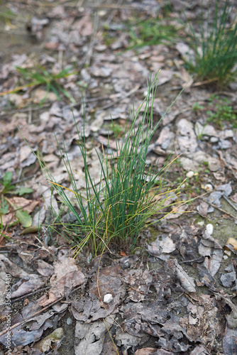 Allium schoenoprasum