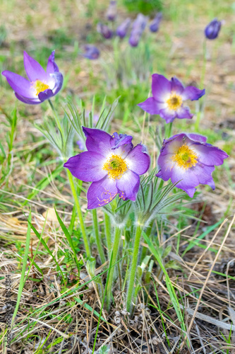Fototapeta Naklejka Na Ścianę i Meble -  First spring blue snowdrops flowers