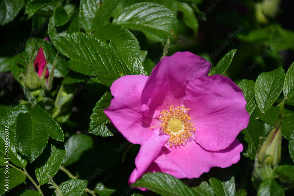 Purple flowers of the bush in summer time