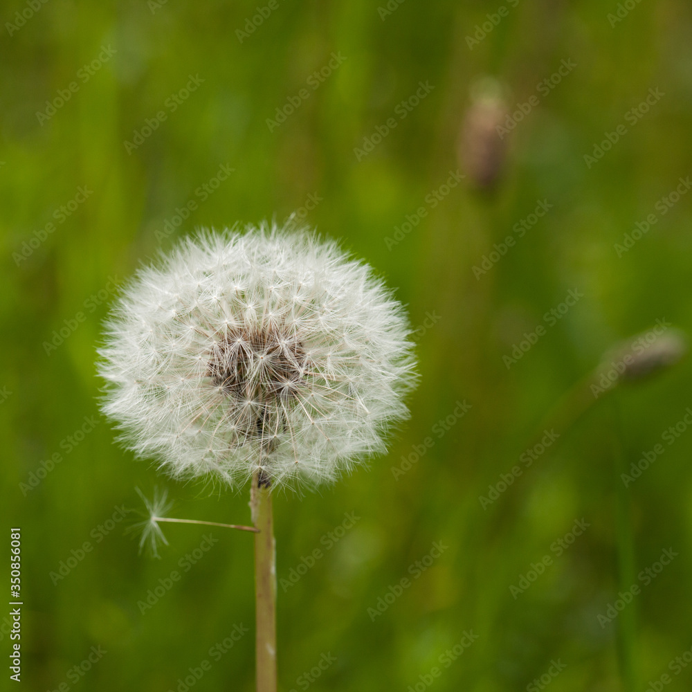 Fototapeta premium Akènes de pissenlit