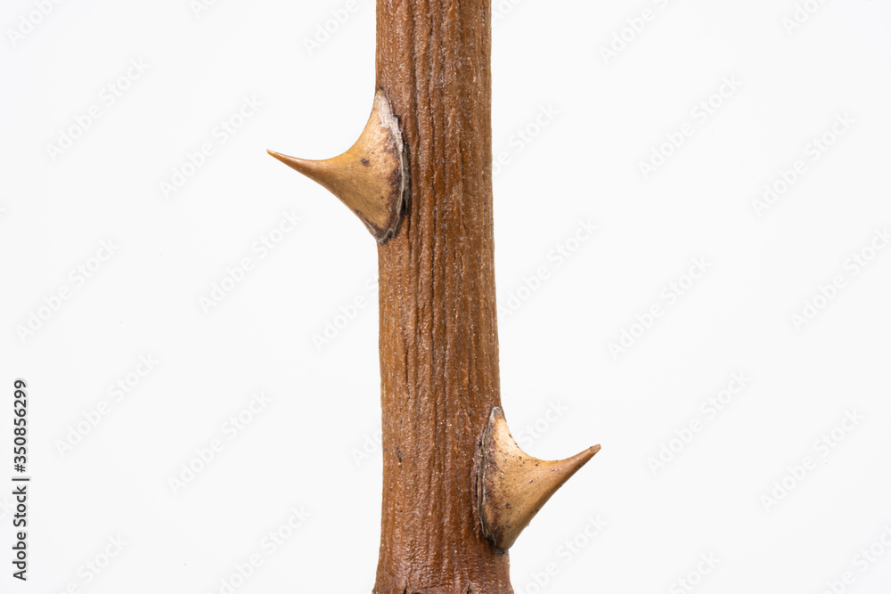 Naklejka premium Twig with dried rose thorns, isolated on white