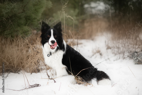 border collie dog in winter forest