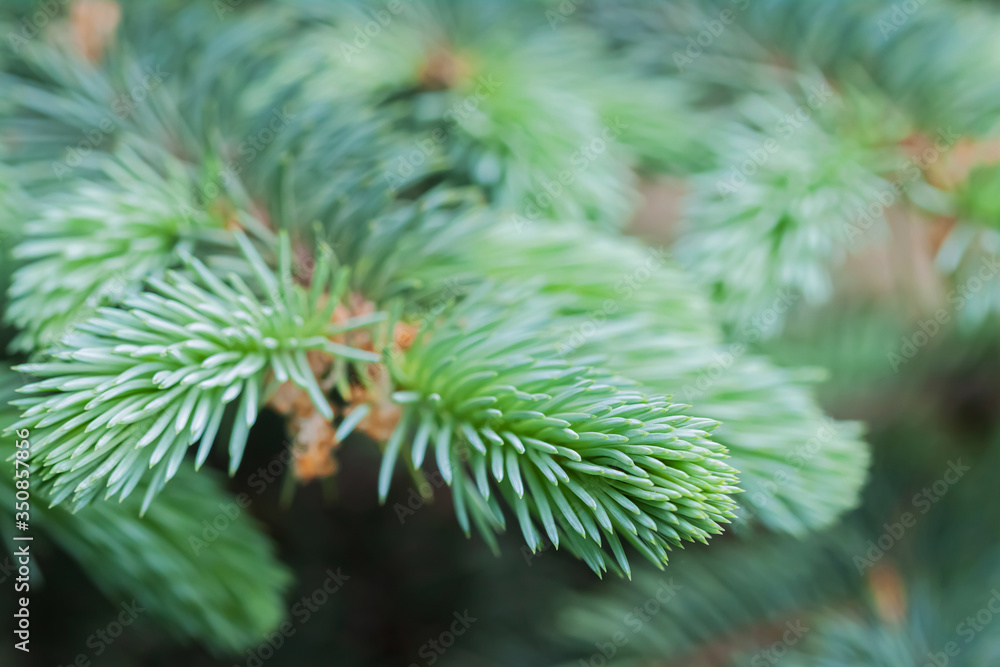Spruce conifer fresh branches with blur background macro Spruce conifer fresh branches with blur background macro
