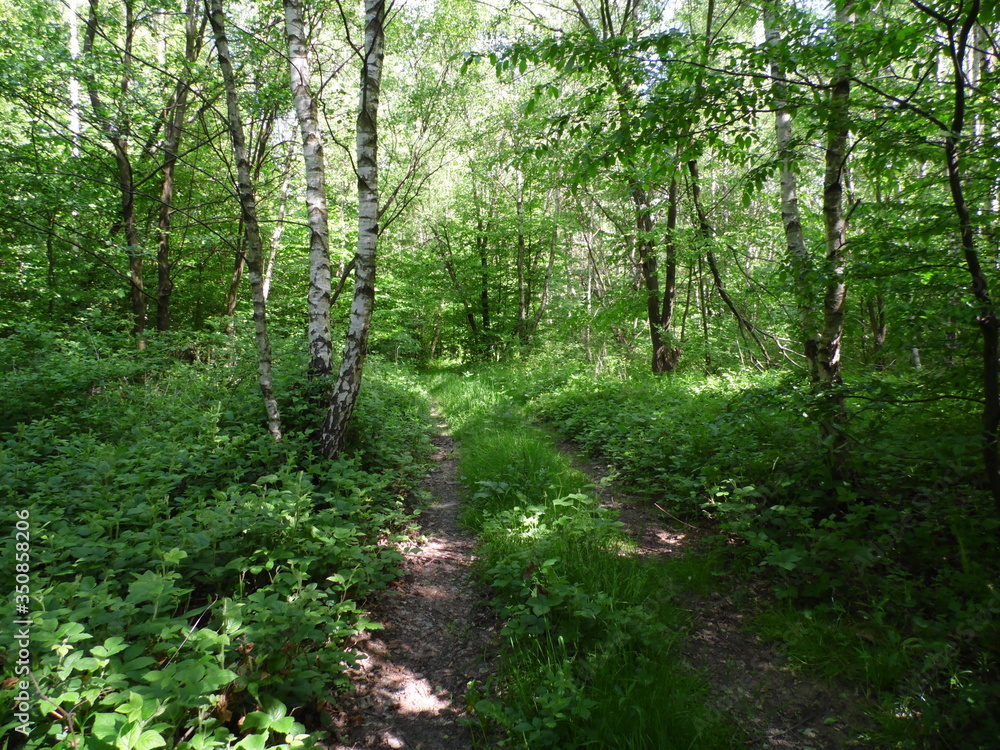Road in the forest Road in the forest