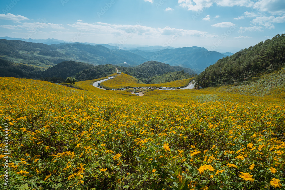 Yellow flowers in the middle of the valley. Countryside road along yellow rapeseed flower field and blue sky,  in Mae Hong Son, thailand.