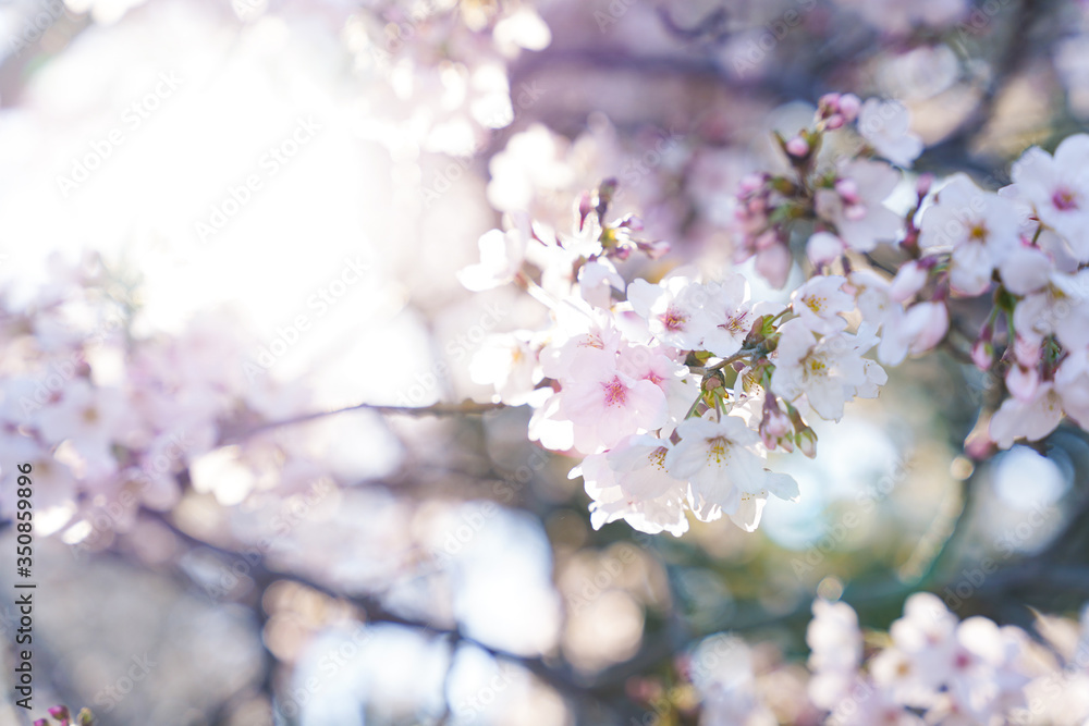 満開の桜の枝 アップ