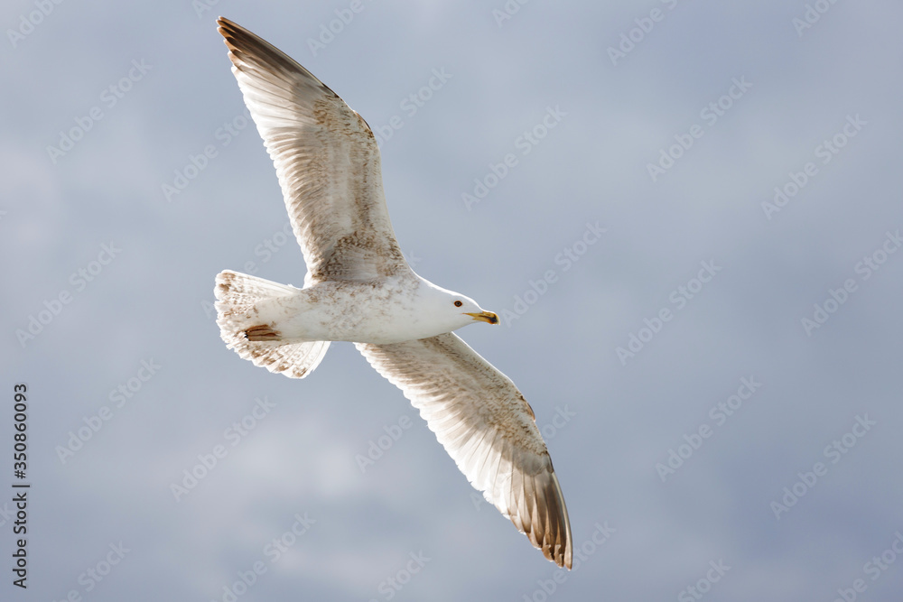 Obraz premium A seagull flies on a background of clouds.