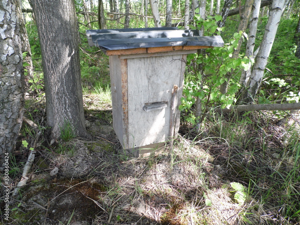 Beehive in the forest