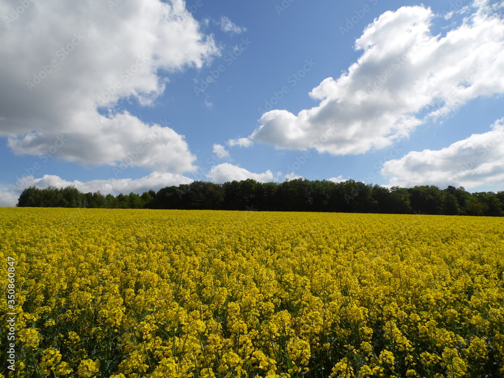 Obraz premium Canola and sky